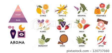 Fragrance pyramid, aroma set. Essential oil plants, herbs, fruits and berries. Various notes of perfume, popular aroma essences, Smell categories. Trendy modern vector illustration, hand drawn, flat Fragrance pyramid, aroma set. Essential oil plants, herbs, fruits and berries. Various notes of perfume, popular aroma essences, Smell categories. Trendy modern vector illustration, hand drawn, flat 120737080