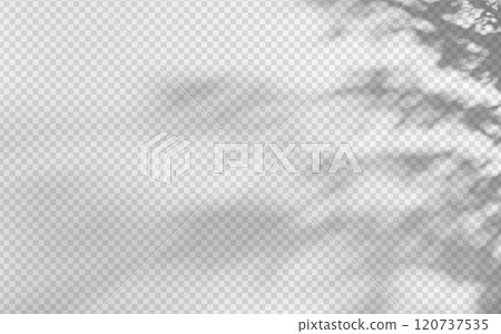 Abstract shadow overlay from foliage on a transparent background. 120737535