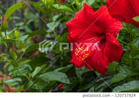 Vibrant red hibiscus flower blooming in lush green garden setting Vibrant red hibiscus flower blooming in lush green garden setting 120737924