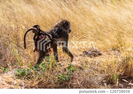 Baboons in Samburu national reserve 120738039