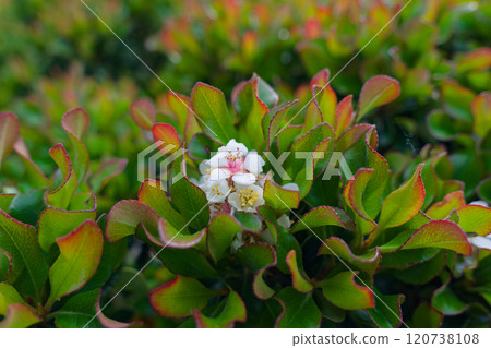 wheel plum blossom wheel plum blossom 120738108