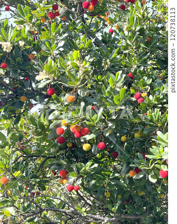 Fruit and leaves of wax berry on tree. Sunny fall day in Italy. Mountains and nature. Background for design. Fruit and leaves of wax berry on tree. Sunny fall day in Italy. Mountains and nature. Background for design. 120738113