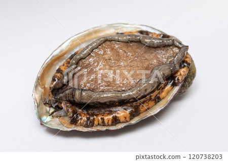 Abalone 120738203