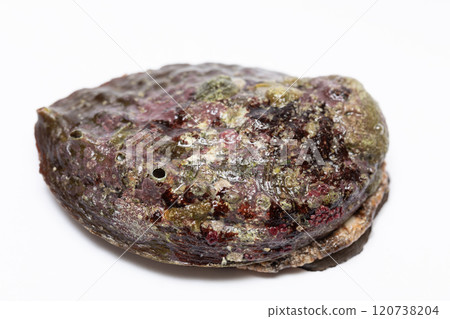 鮑魚 鮑魚 120738204