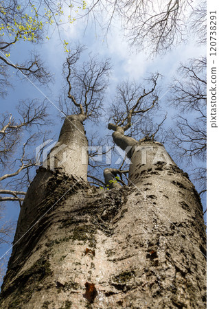Big tall tree Big tall tree 120738291