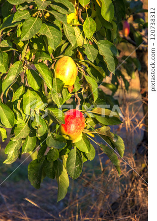 Tasty red apple Tasty red apple 120738312