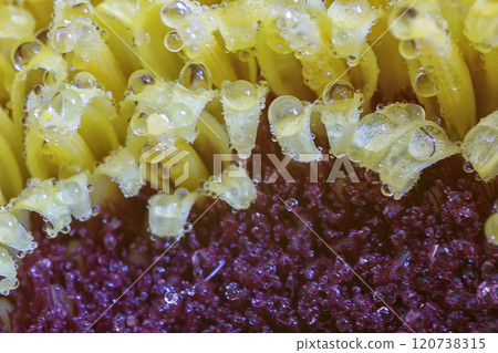 dew on a petal of flower dew on a petal of flower 120738315