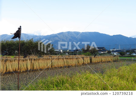 Drying rice bundles and bird repellent Drying rice bundles and bird repellent 120739218