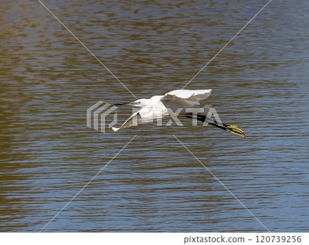 Little Egret (Egretta garzetta) flying over a pond at nature reserve Guadalhorce, near Malaga in Andalusia, Spain. 120739256