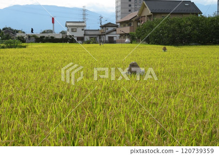 A ripe rice field and a working scarecrow A ripe rice field and a working scarecrow 120739359