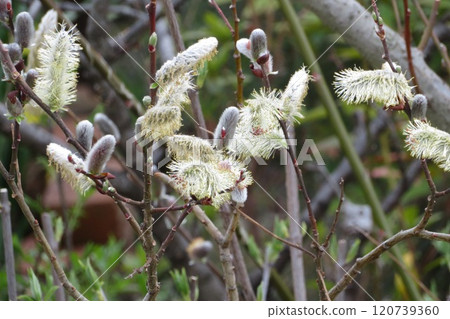 Pussy willow waiting for spring Pussy willow waiting for spring 120739360