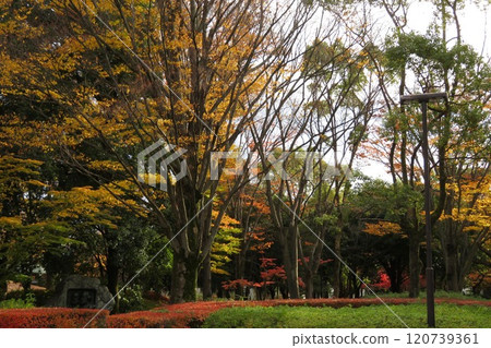 秋葉樹在公園 120739361