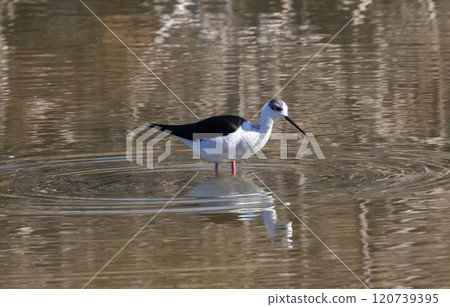 Black-winged Stilt (Himantopus himantopus) in a pond at nature reserve Guadalhorce, near Malaga in Andalusia, Spain. 120739395