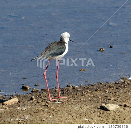 Black-winged Stilt (Himantopus himantopus) in a pond at nature reserve Guadalhorce, near Malaga in Andalusia, Spain. 120739526