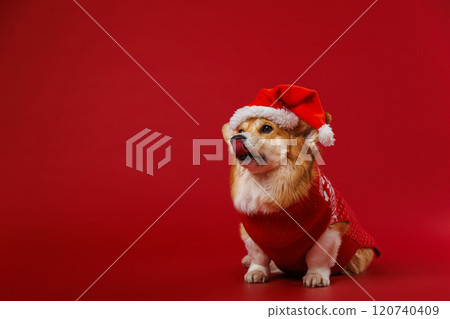 Corgi dog in Santa hat licking lips on red backdrop, radiating festive joy and holiday spirit Corgi dog in Santa hat licking lips on red backdrop, radiating festive joy and holiday spirit 120740409