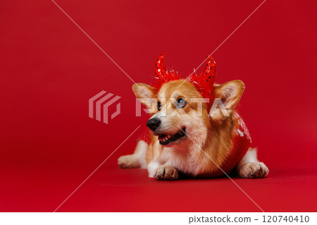 Playful Corgi dog dressed as a festive little devil on a red backdrop, radiating charm and mischief Playful Corgi dog dressed as a festive little devil on a red backdrop, radiating charm and mischief 120740410