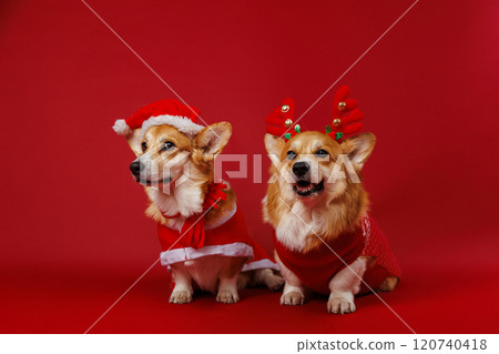 Christmas Corgis in festive costumes spreading holiday cheer with adorable charm and joy 120740418