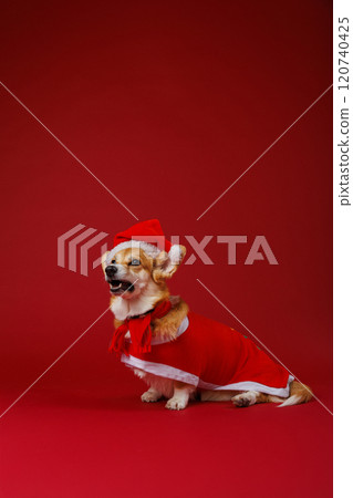 Festive Corgi in Santa costume on red backdrop, spreading holiday magic and Christmas charm Festive Corgi in Santa costume on red backdrop, spreading holiday magic and Christmas charm 120740425