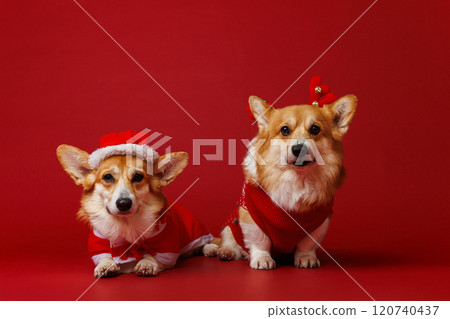 Festive Corgi duo dogs in Christmas costumes, ready to spread holiday joy and festive cheer 120740437