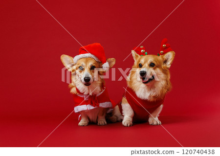 Festive Corgi duo dogs in Christmas costumes, ready to spread holiday joy and festive cheer Festive Corgi duo dogs in Christmas costumes, ready to spread holiday joy and festive cheer 120740438