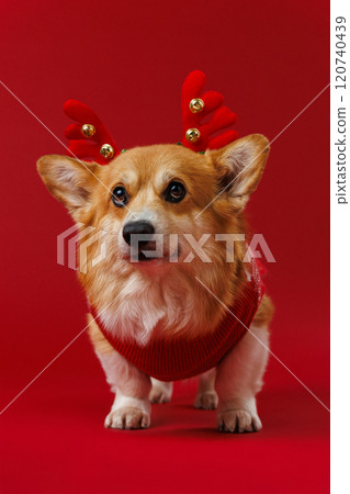 Festive Corgi in reindeer antlers and red sweater, bringing holiday joy and Christmas spirit Festive Corgi in reindeer antlers and red sweater, bringing holiday joy and Christmas spirit 120740439