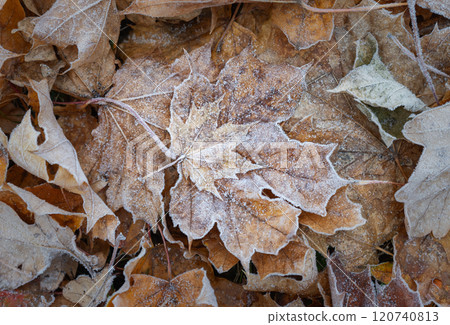 Carpet of frost-covered fallen leaves, autumn background, texture 120740813
