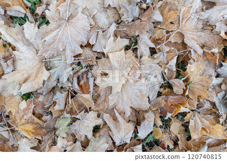 Carpet of frost-covered fallen leaves, autumn background, texture 120740815