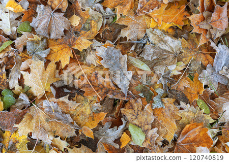 Carpet of frost-covered fallen leaves, autumn background, texture 120740819