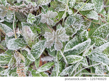 Frosty patterns on the grass covered with frost during the frost in late autumn 120740820