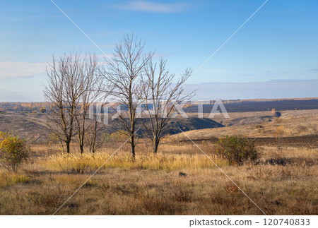 Trees with leafless leaves against a bleak autumn landscape Trees with leafless leaves against a bleak autumn landscape 120740833