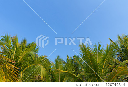 A bottom-up view of palm trees with green leaves, creating a tropical vibe. Blue sky visible through the foliage 120740844