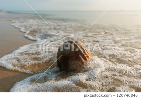 A coconut on the ocean shore, gently washed by waves under the setting sun. Natural beauty of the beach 120740846