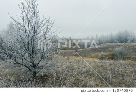 Peaceful winter scenery with frozen trees and a path leading into the distance Peaceful winter scenery with frozen trees and a path leading into the distance 120740876
