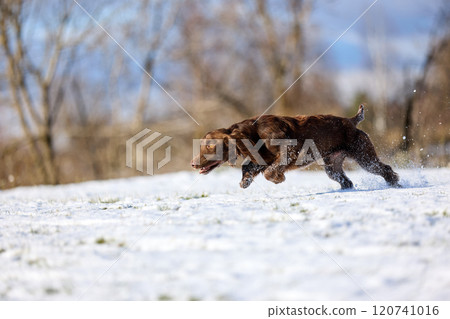 Joyful Brown Spaniel Running Through Snowy Field 120741016
