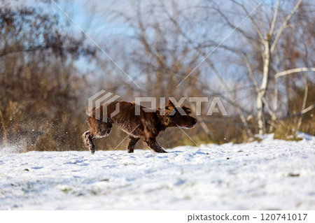Joyful Brown Spaniel Running Through Snowy Field 120741017