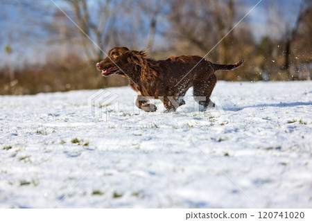 Joyful Brown Spaniel Running Through Snowy Field 120741020