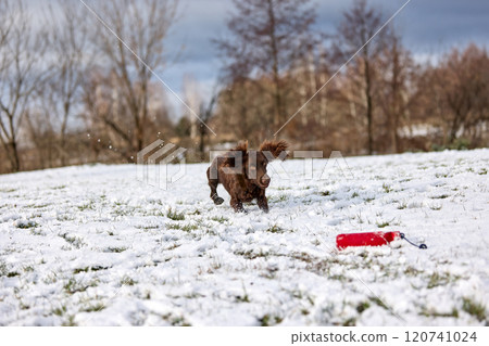 Joyful Brown Spaniel Running Through Snowy Field 120741024