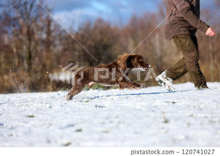 Brown Spaniel running with trainer in snowy winter landscape Brown Spaniel running with trainer in snowy winter landscape 120741027