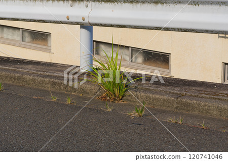 Like a weed Like a weed 120741046