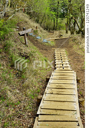Springtime Tanzawa Mountain Range Trail: Hatchozakano-gashira Junction Springtime Tanzawa Mountain Range Trail: Hatchozakano-gashira Junction 120741249