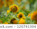 季節結束時的向日葵 120741304