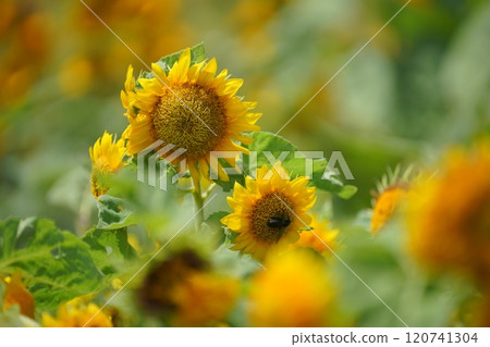 季節結束時的向日葵 120741304