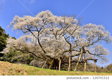 Taihei Misumi cherry tree 120741522