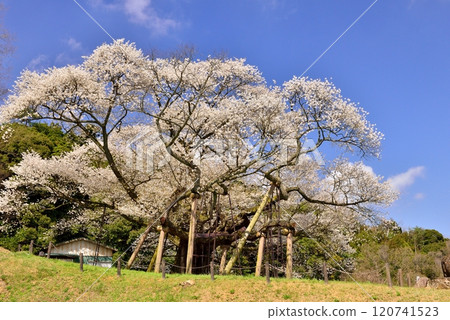 Taihei Misumi cherry tree Taihei Misumi cherry tree 120741523