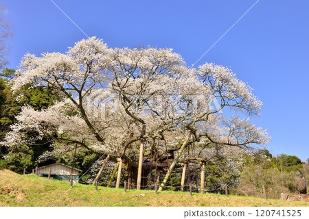 Taihei Misumi cherry tree 120741525