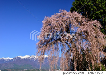 The weeping cherry tree of Yoshise The weeping cherry tree of Yoshise 120741534
