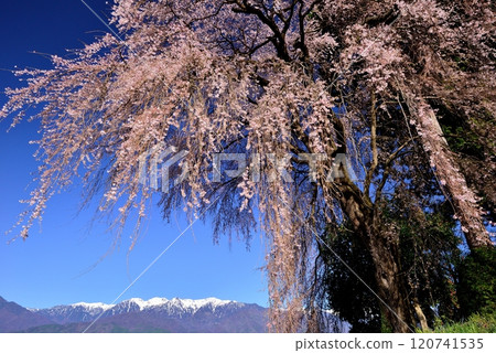 The weeping cherry tree of Yoshise The weeping cherry tree of Yoshise 120741535
