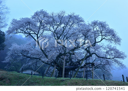 太平美澄櫻桃樹 太平美澄櫻桃樹 120741541