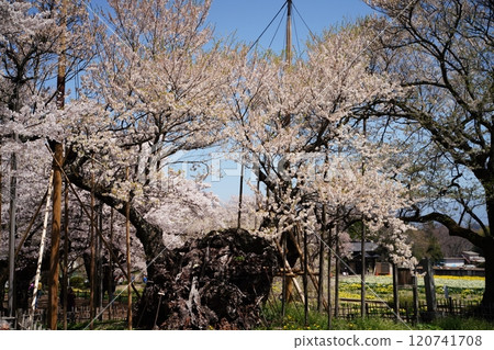 Yamataka Jindai Sakura, Hokuto City, Yamanashi Yamataka Jindai Sakura, Hokuto City, Yamanashi 120741708