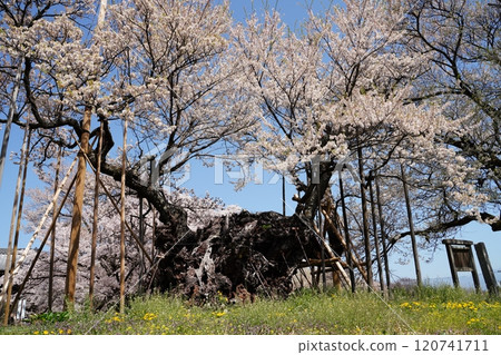 Yamataka Jindai Sakura, Hokuto City, Yamanashi 120741711